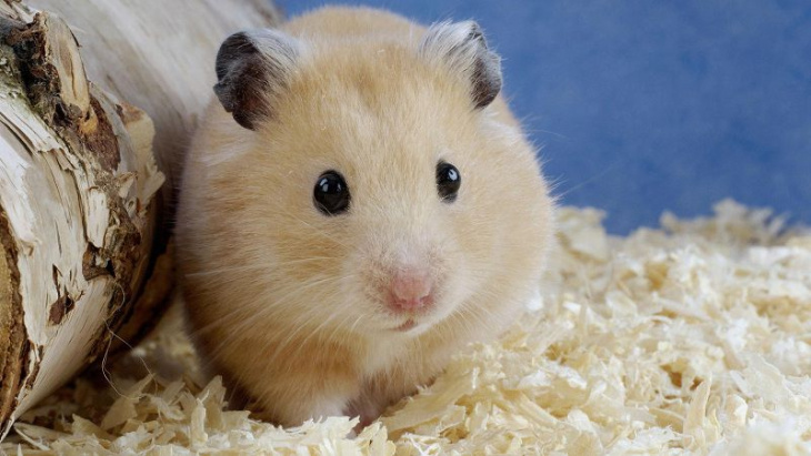 chỗ bán chuột hamster ở đâu, chỗ bán chuột hamster ở tphcm, chỗ mua chuột hamster ở tphcm, cửa hàng bán hamster ở tphcm, dịch vụ khác, địa chỉ bán chuột hamster ở tphcm, nơi bán chuột hamster, nơi mua chuột hamster, ở đâu có bán chuột hamster, shop bán chuột hamster ở tphcm, tphcm, xem ngay top 10 nơi bán chuột hamster ở tphcm uy tín nhất