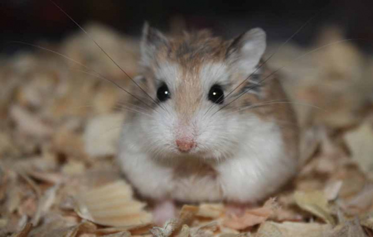 chỗ bán chuột hamster ở đâu, chỗ bán chuột hamster ở tphcm, chỗ mua chuột hamster ở tphcm, cửa hàng bán hamster ở tphcm, dịch vụ khác, địa chỉ bán chuột hamster ở tphcm, nơi bán chuột hamster, nơi mua chuột hamster, ở đâu có bán chuột hamster, shop bán chuột hamster ở tphcm, tphcm, xem ngay top 10 nơi bán chuột hamster ở tphcm uy tín nhất