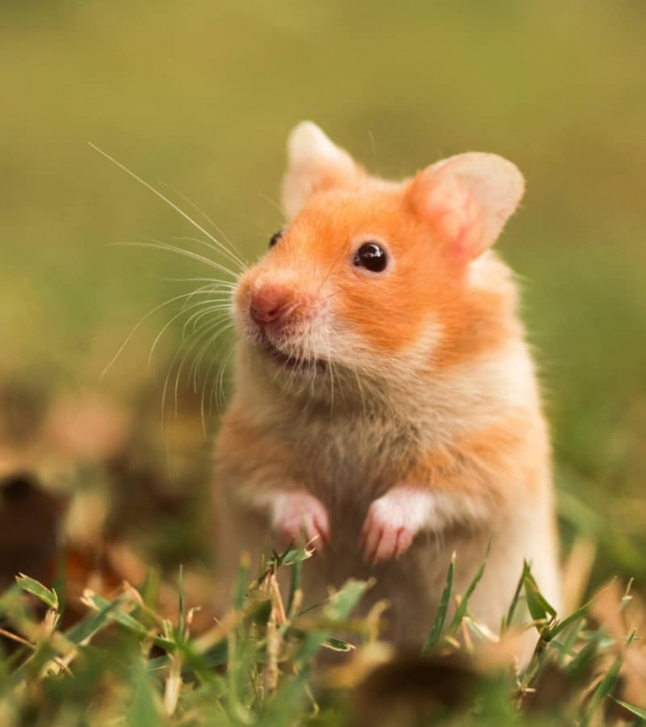 chỗ bán chuột hamster ở đâu, chỗ bán chuột hamster ở tphcm, chỗ mua chuột hamster ở tphcm, cửa hàng bán hamster ở tphcm, dịch vụ khác, địa chỉ bán chuột hamster ở tphcm, nơi bán chuột hamster, nơi mua chuột hamster, ở đâu có bán chuột hamster, shop bán chuột hamster ở tphcm, tphcm, xem ngay top 10 nơi bán chuột hamster ở tphcm uy tín nhất