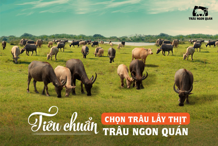 ăn chơi hà nội, trâu ngon quán – những món trâu cực đỉnh làm nức lòng thực khách