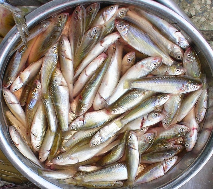 cách làm canh cá linh bông điên điển giúp giải nhiệt trong mùa hè