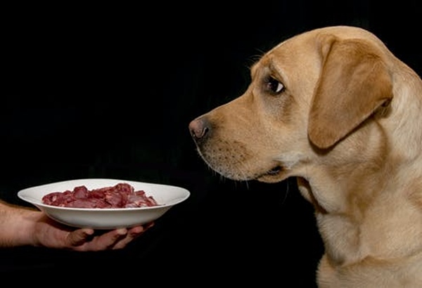 khôn ngoan là thế, nhưng liệu chó có ăn thịt chó hay không và chúng phản ứng thế nào?