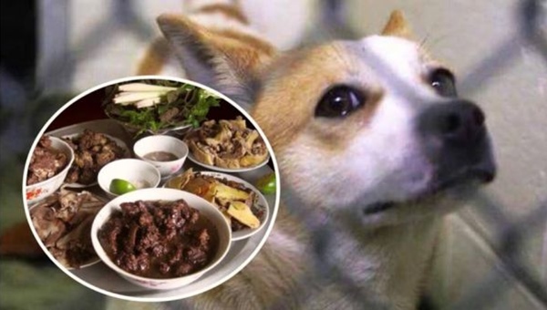 khôn ngoan là thế, nhưng liệu chó có ăn thịt chó hay không và chúng phản ứng thế nào?
