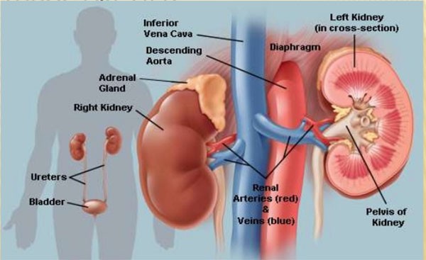 bệnh thận, cây thuốc nam, cây mã đề – cây thuốc quý trong vườn nhà