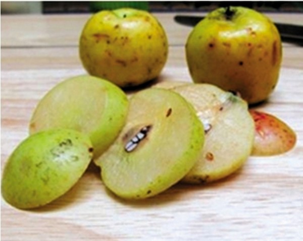 cách làm dấm, dấm táo, táo mèo, cách làm dấm táo mèo bổ dưỡng tại nhà