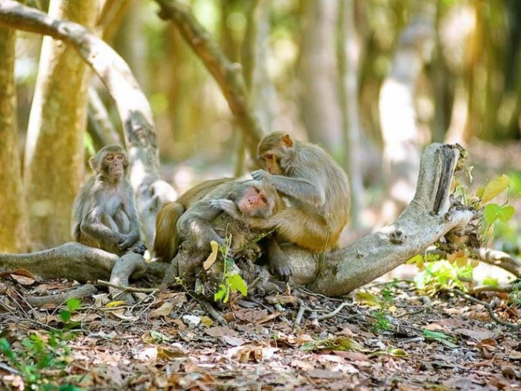 mangrove hotel cần giờ – mang trong mình nhịp thở thiên nhiên