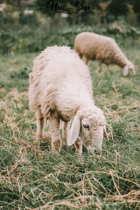 review cực chất về đồng cừu suối tiên phan rang ninh thuận