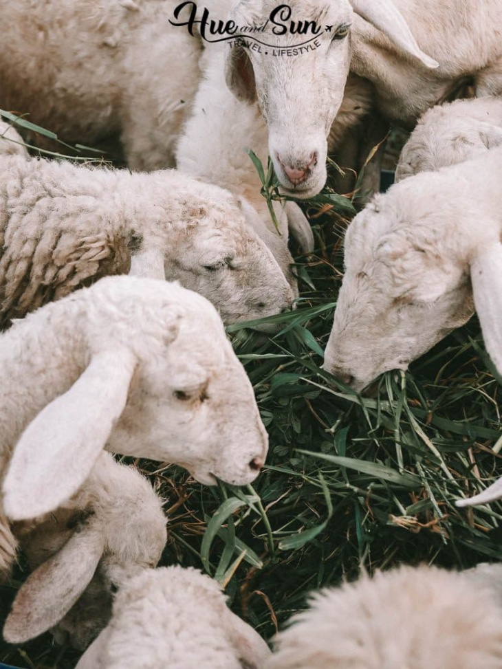 review cực chất về đồng cừu suối tiên phan rang ninh thuận