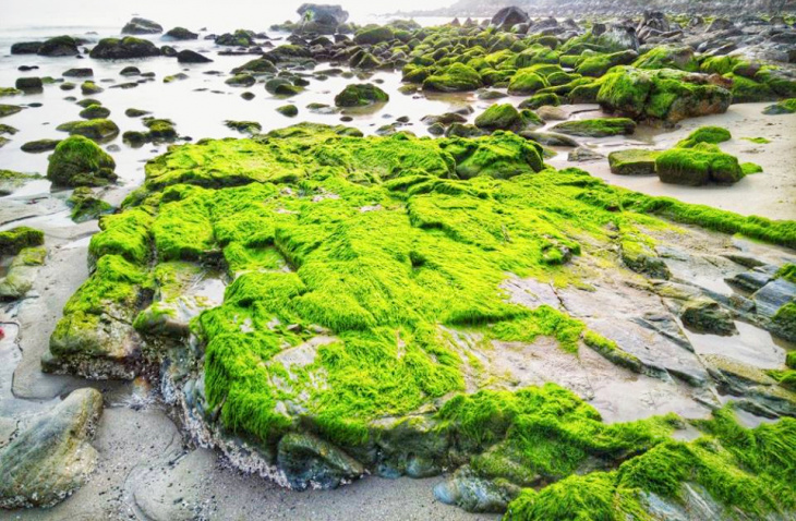 bãi rạn nam ô check-in mùa rêu xanh độc nhất tại đà nẵng