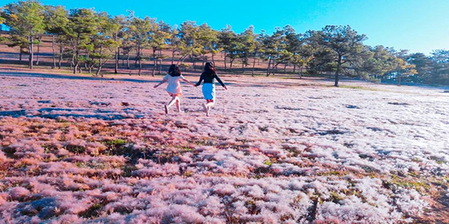 địa điểm,   												đồi cỏ hồng đà lạt – top 10 điểm check-in hot nhất việt nam