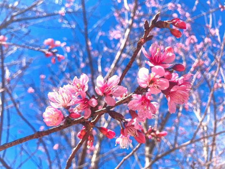 Dự đoán 5 điểm ngắm hoa Mai anh đào đẹp nhất ở Đà Lạt
