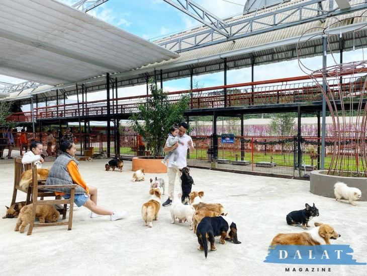 trang trại chó puppy farm đà lạt – địa điểm du lịch hot nhất hiện nay