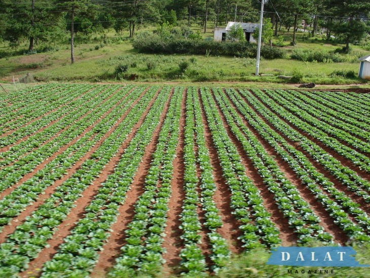 an tâm với 4 cửa hàng rau sạch đà lạt chất lượng, an toàn nhất