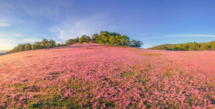 lịch trình,   												review đồi cỏ hồng đà lạt – tất tần tật những gì bạn cần biết đều ở đây