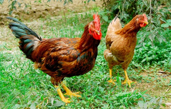Thịt gà tươi: cách chọn thịt gà tươi ngon và bảo quản thịt gà tươi đúng cách