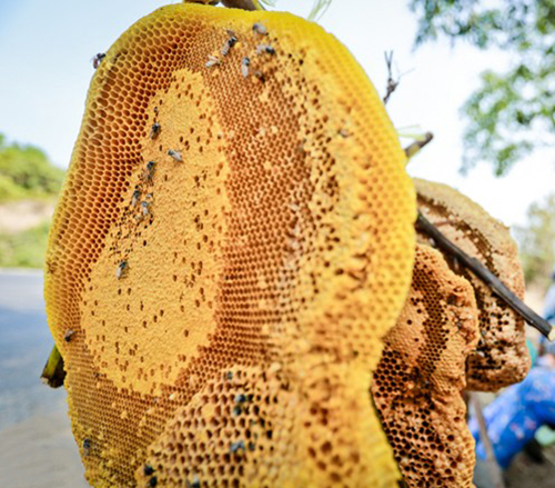 Cùng tìm hiểu xem sáp ong ngâm rượu có tác dụng gì?