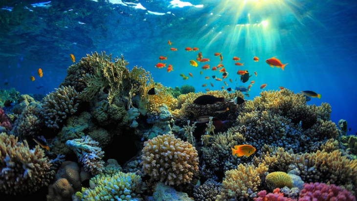 5 điểm ngắm san hô đẹp nhất trong dịp hè bạn nên biết, 5 điểm ngắm san hô đẹp nhất trong dịp hè bạn nên biết