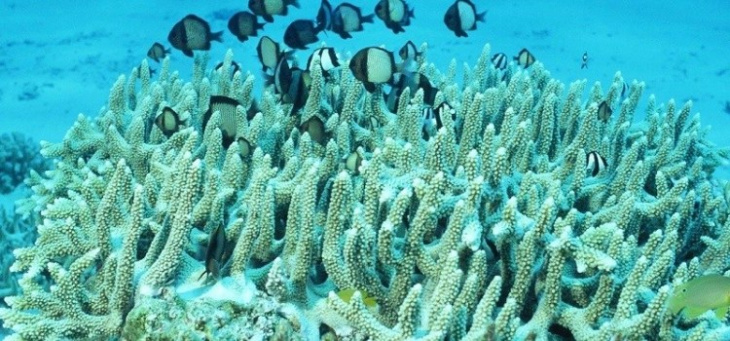 5 điểm ngắm san hô đẹp nhất trong dịp hè bạn nên biết, 5 điểm ngắm san hô đẹp nhất trong dịp hè bạn nên biết