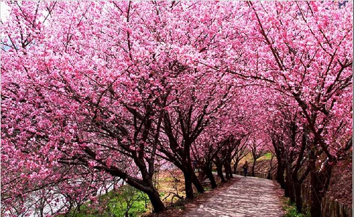 Những điểm ngắm hoa anh đào đẹp nhất tại Trung Quốc