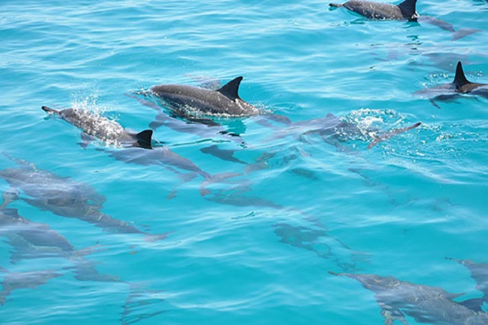 Du lịch Maldives dịp Hè nô đùa cùng cá Mập