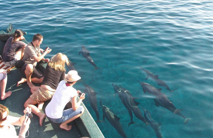 du lịch maldives dịp hè nô đùa cùng cá mập, du lịch maldives dịp hè nô đùa cùng cá mập