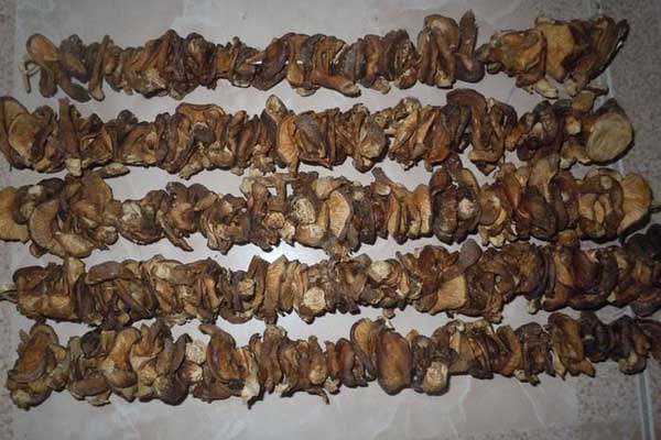Tìm hiểu về đặc sản nấm hương rừng Sapa