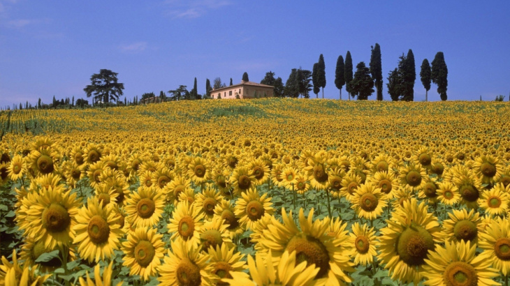 ngây ngất trước vẻ đẹp cánh đồng hoa hướng dương ở tuscany nước ý, ngây ngất trước vẻ đẹp của cánh đồng hoa hướng dương ở tuscany nước ý