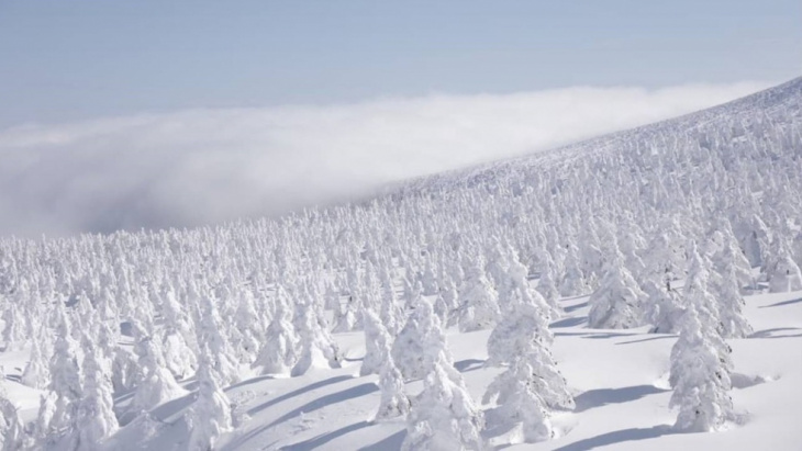 khu rừng tuyết hút khách nhất nhật bản, khu rừng tuyết hút khách nhất nhật bản