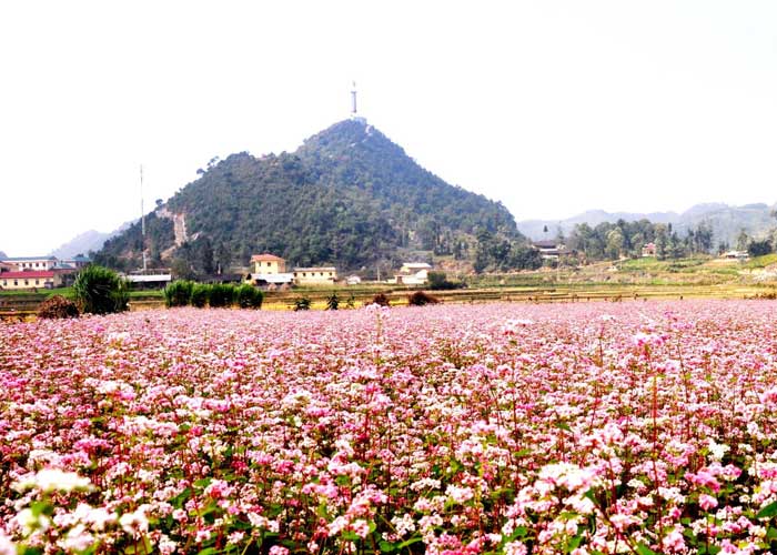 mùa hoa tam giác mạch hà giang, mùa hoa tam giác mạch huyền ảo tại hà giang