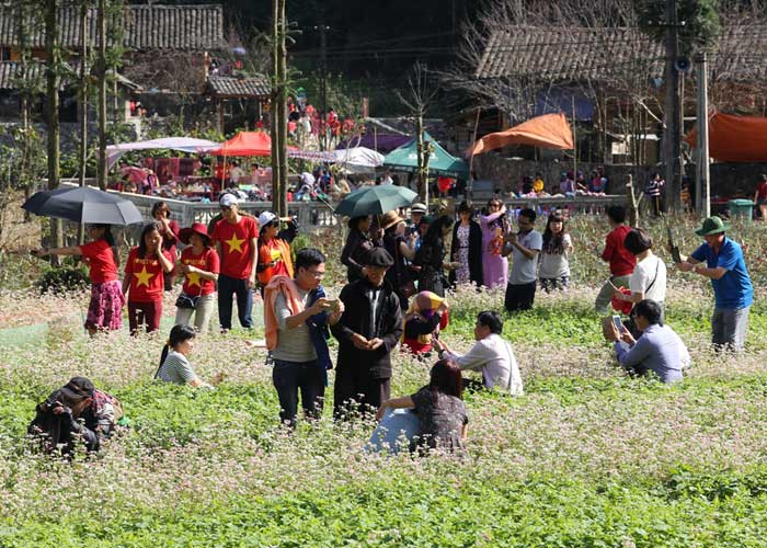 mùa hoa tam giác mạch hà giang, mùa hoa tam giác mạch huyền ảo tại hà giang