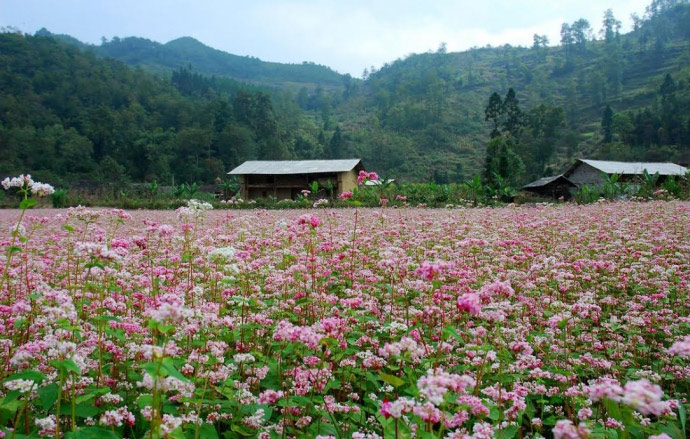 Những mùa du lịch Hà Giang đẹp nhất