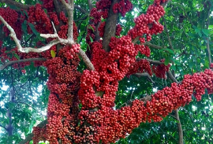Du lịch Phú Yên - Vân Hòa mùa cây đỏ