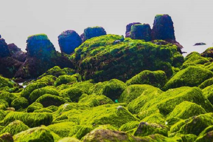 Chiêm ngưỡng vẻ đẹp bãi rêu xanh Nha Trang