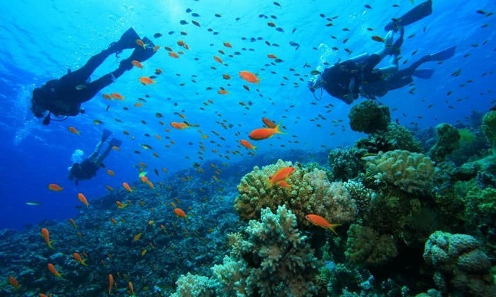 lặn ngắm san hô phú quốc giá bao nhiêu, lặn ngắm san hô phú quốc giá bao nhiêu