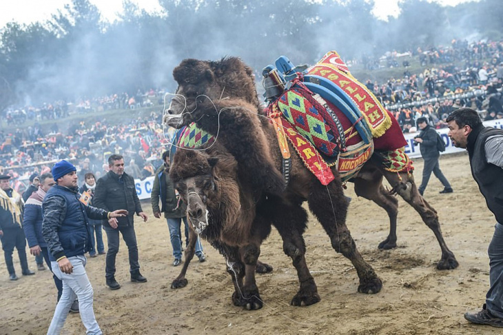du lịch thổ nhĩ kỳ khám phá lễ hội đấu vật lạc đà, du lịch thổ nhĩ kỳ khám phá lễ hội đấu vật lạc đà