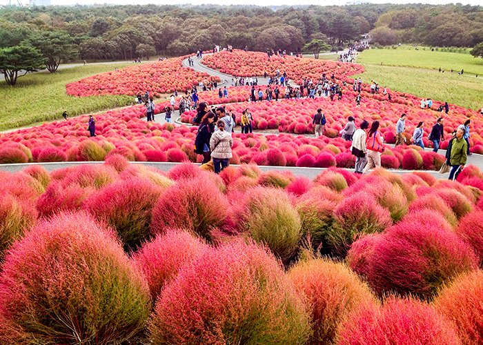 6 địa điểm lý tưởng khi đi du lịch Nhật bản vào mùa thu