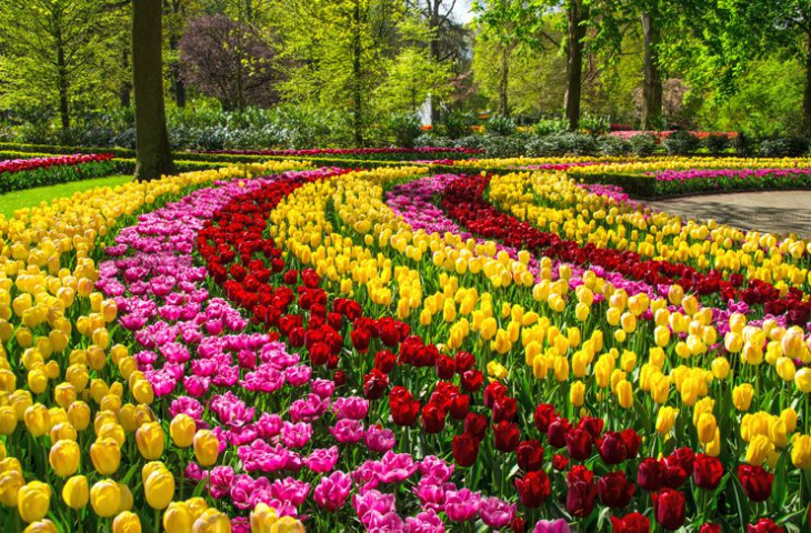 tìm hiểu nguồn gốc hoa tulip ở nước nào và ý nghĩa hoa tulip, khám phá nguồn gốc của hoa tulip ở nước nào & ý nghĩa của loài hoa tulip