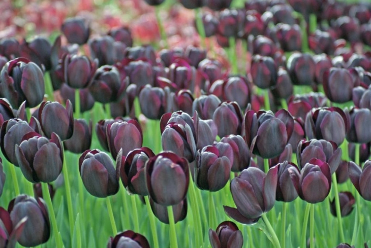 tìm hiểu nguồn gốc hoa tulip ở nước nào và ý nghĩa hoa tulip, khám phá nguồn gốc của hoa tulip ở nước nào & ý nghĩa của loài hoa tulip