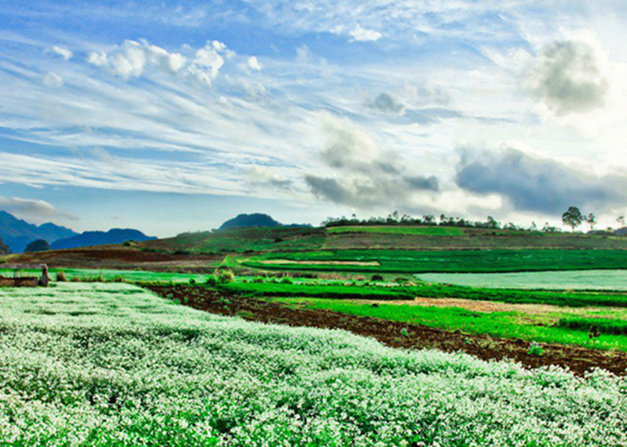 Những điểm ngắm Hoa Cải Trắng tuyệt đẹp ở Mộc Châu