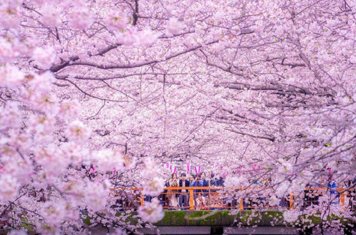 Chiêm ngưỡng vẻ đẹp của hoa anh đào Nhật Bản qua những bức ảnh