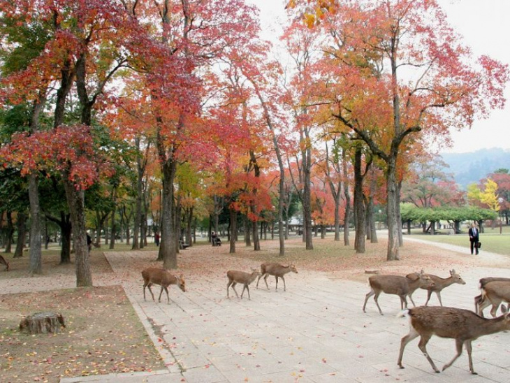Công viên Nara Nhật Bản
