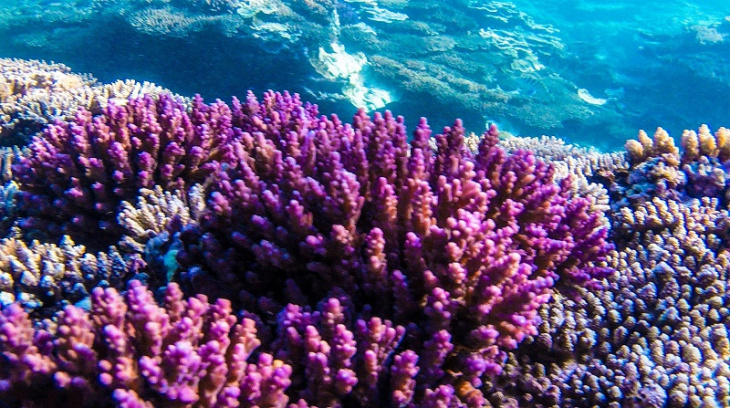 trải nghiệm lặn ngắm san hô đảo lý sơn, trải nghiệm lặn ngắm san hô đảo lý sơn