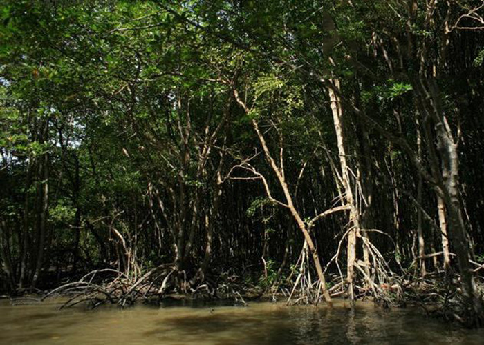Khu rừng nguyên sinh ngập mặn ở Cần Giờ đẹp nhất Đông Nam Á