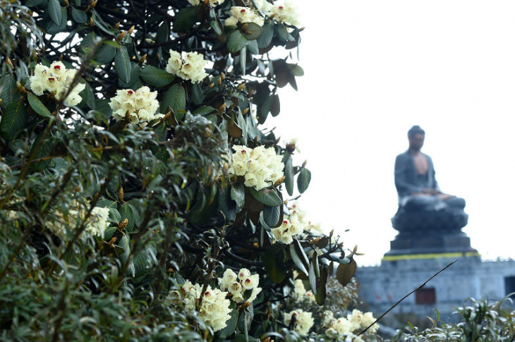 chiêm ngưỡng vẻ đẹp hoa đỗ quyên tại fansipan, chiêm ngưỡng vẻ đẹp hoa đỗ quyên tại fansipan