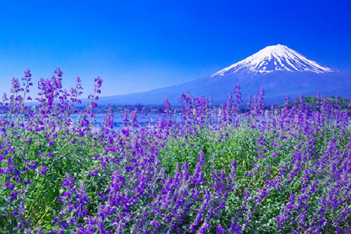 6 điểm check in tuyệt đẹp tại núi Phú Sĩ
