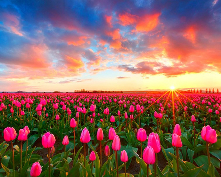 du xuân thổ nhĩ kỳ để ngắm những bông hoa tulip rực rỡ, du xuân thổ nhĩ kỳ để ngắm những bông hoa tulip rực rỡ