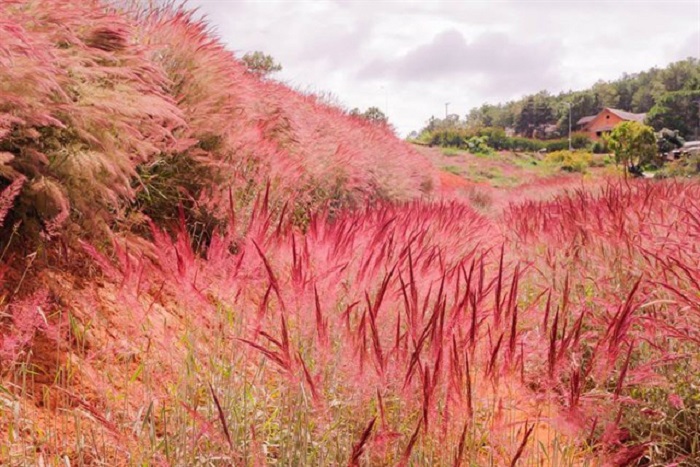 Chiêm ngưỡng vẻ đẹp đồi cỏ hồng Đà Lạt
