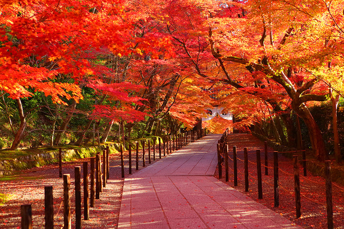 Du lịch Hàn Quốc mùa lá đỏ vào tháng mấy