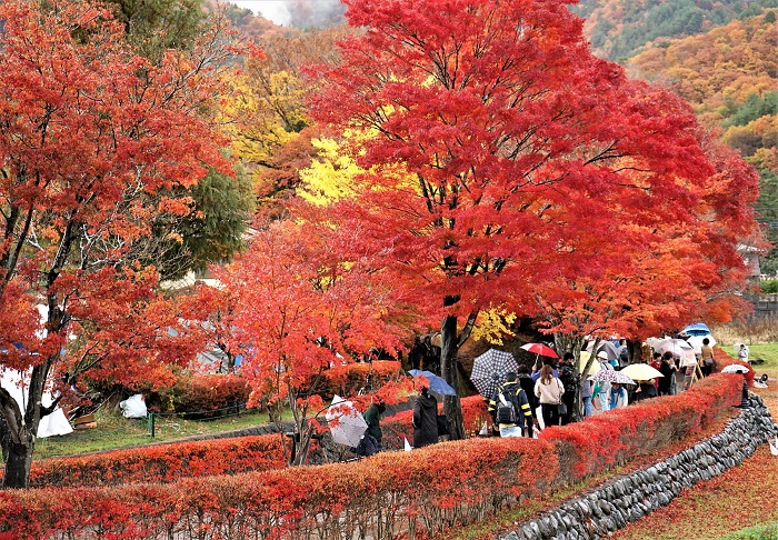 Du lịch Nhật Bản 6 ngày 5 đêm mùa lá đỏ và những điều bạn nên biết