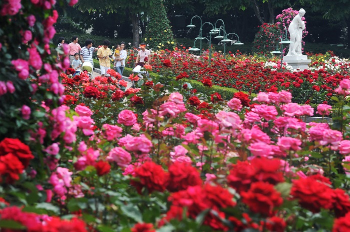 Mãn nhãn với những lễ hội hoa hồng Hàn Quốc